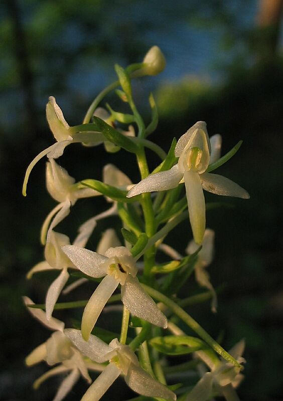 Platanthera bifolia e P. chlorantha